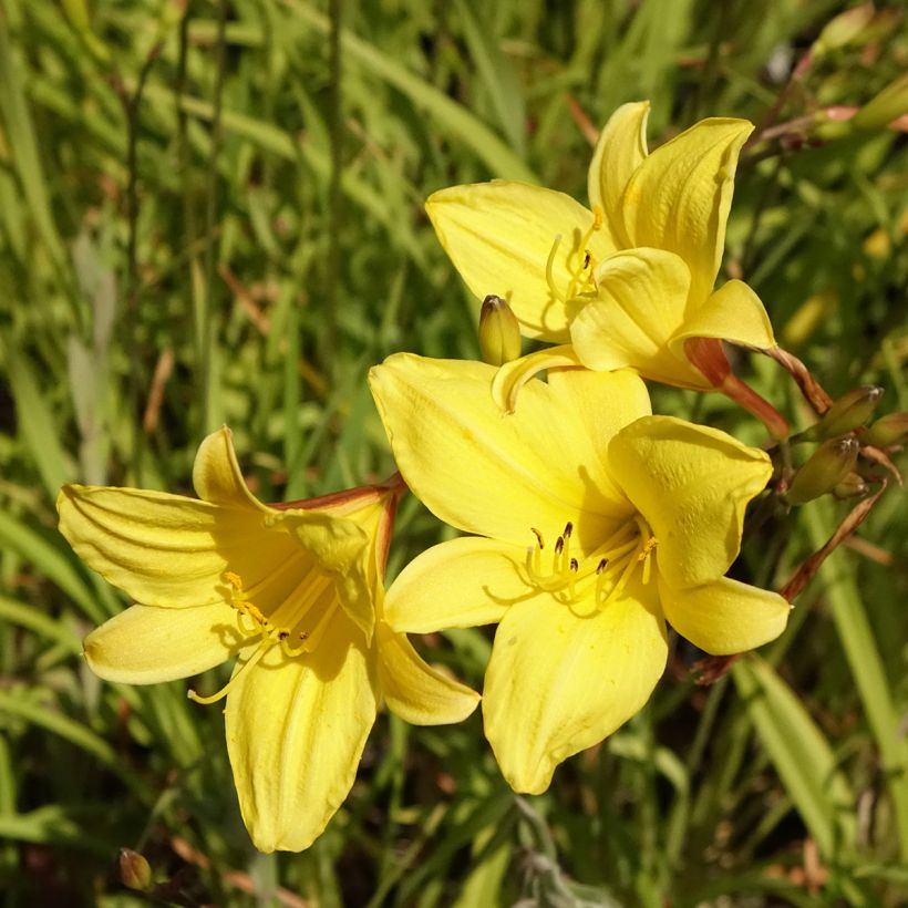 Hémérocalle Corky - Lis d'un jour (Flowering)