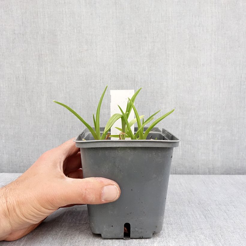 Example of Hémérocalle Exotic Treasure - Lis d'un jour Pot de 1L/1,5L as you get in printemps