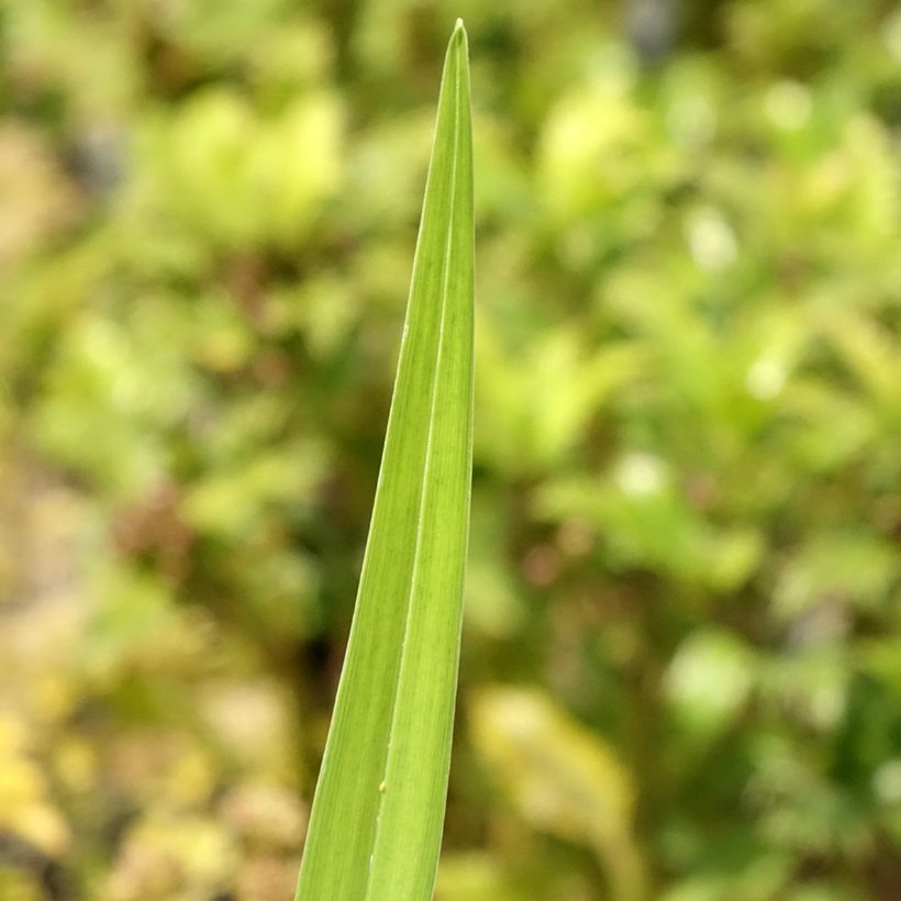 Hémérocalle fulva Flore Pleno - Lis d'un jour (Foliage)