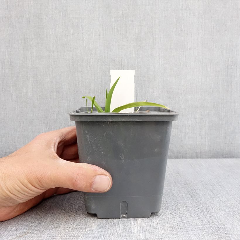 Example of Hémérocalle In Excess - Lis d'un jour Pot de 1L/1,5L as you get in printemps