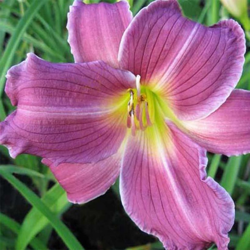 Hemerocalle Indian Giver - Lis d'un jour violet liseré lavande (Flowering)