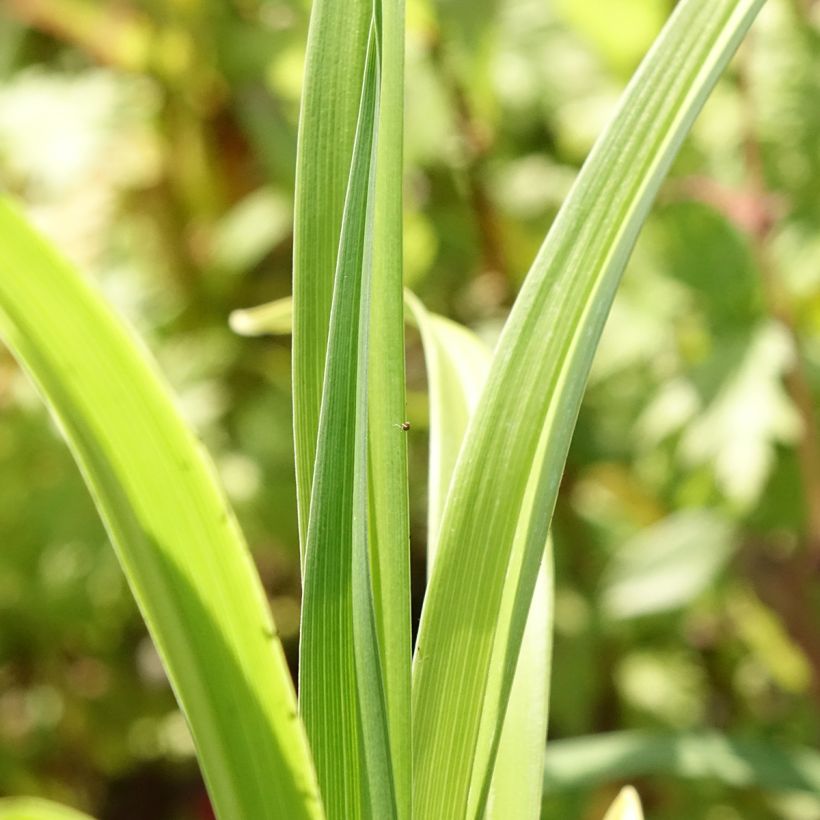 Hémérocalle Mauna Loa - Lis d'un jour orange (Foliage)