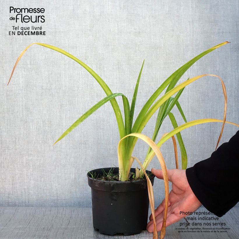 Example of Hémérocalle Mildred Mitchell - Lis d'un Jour  Pot de 2L/3L as you get in automne