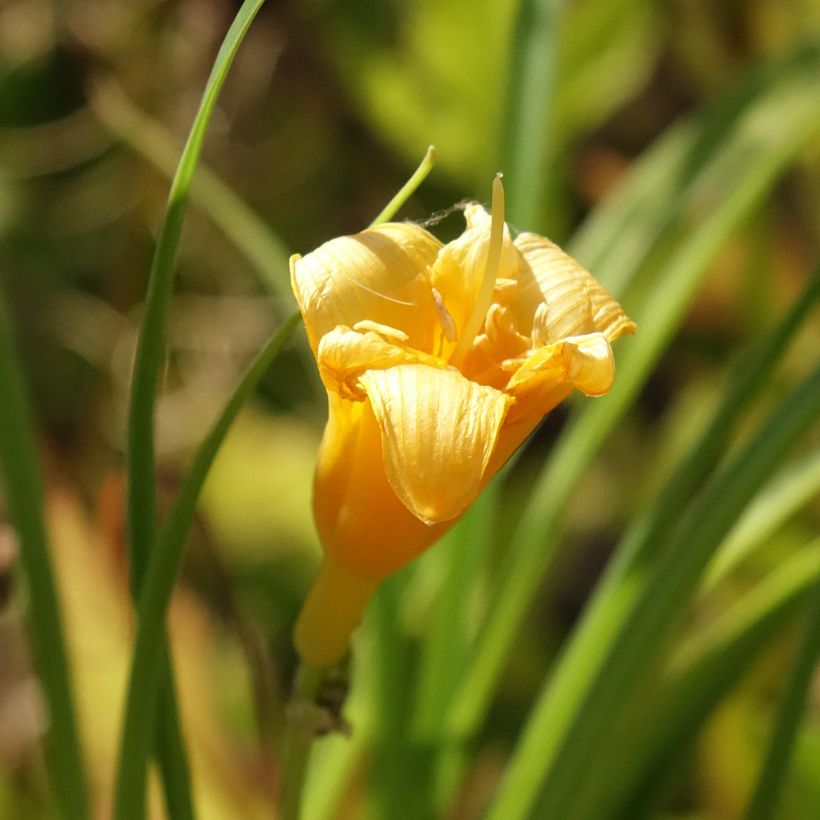 Hemerocalle Mini Stella - Lis d'un jour jaune vif (Flowering)
