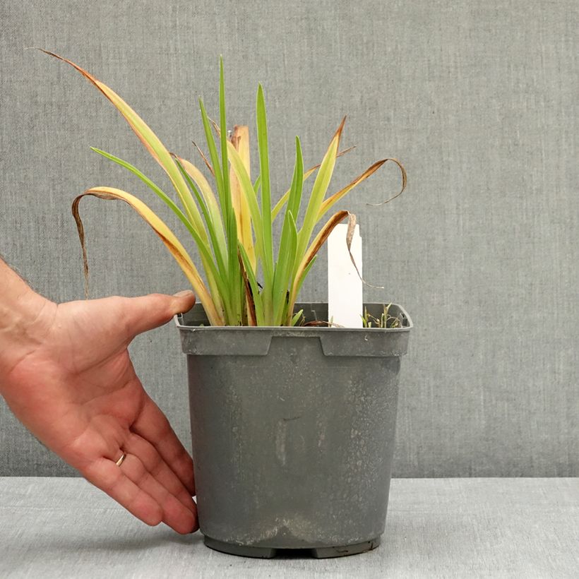 Example of Hémérocalle On and On - Lis d'un jour rose Pot de 2L/3L as you get in ete
