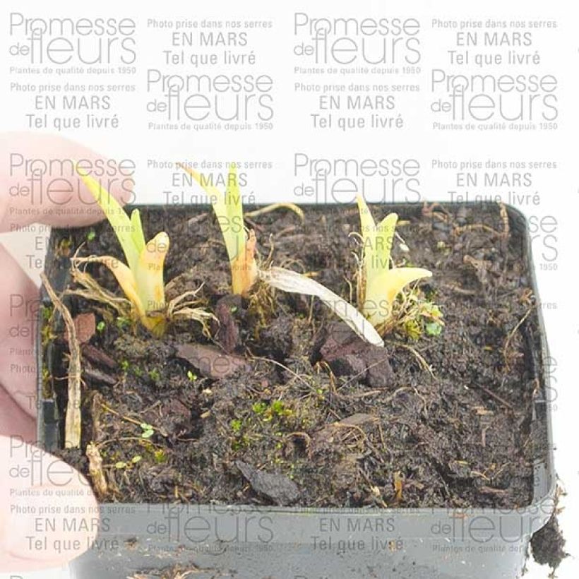 Example of Hémérocalle Pandora s Box Godet de 8/9 cm as you get