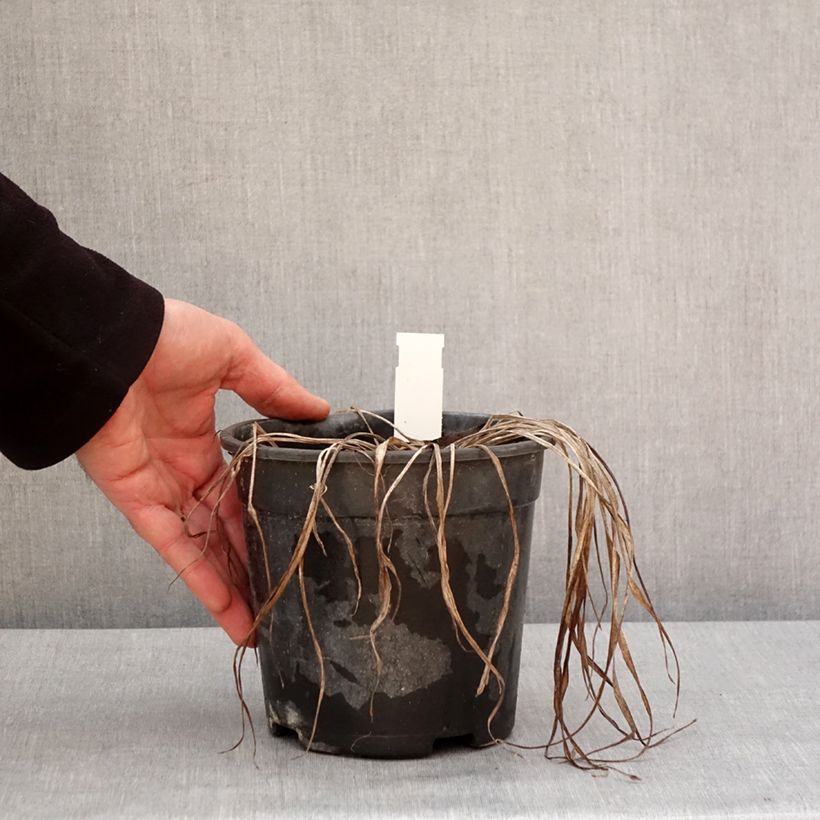 Example of Hémérocalle Pardon Me - Lis d'un jour rouge sombre. Pot de 2L/3L as you get in hiver