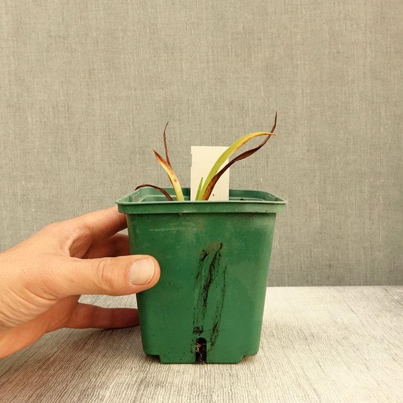 Example of Hémérocalle Roswitha - Lis d'un jour Pot de 1,5L/2L as you get in automne
