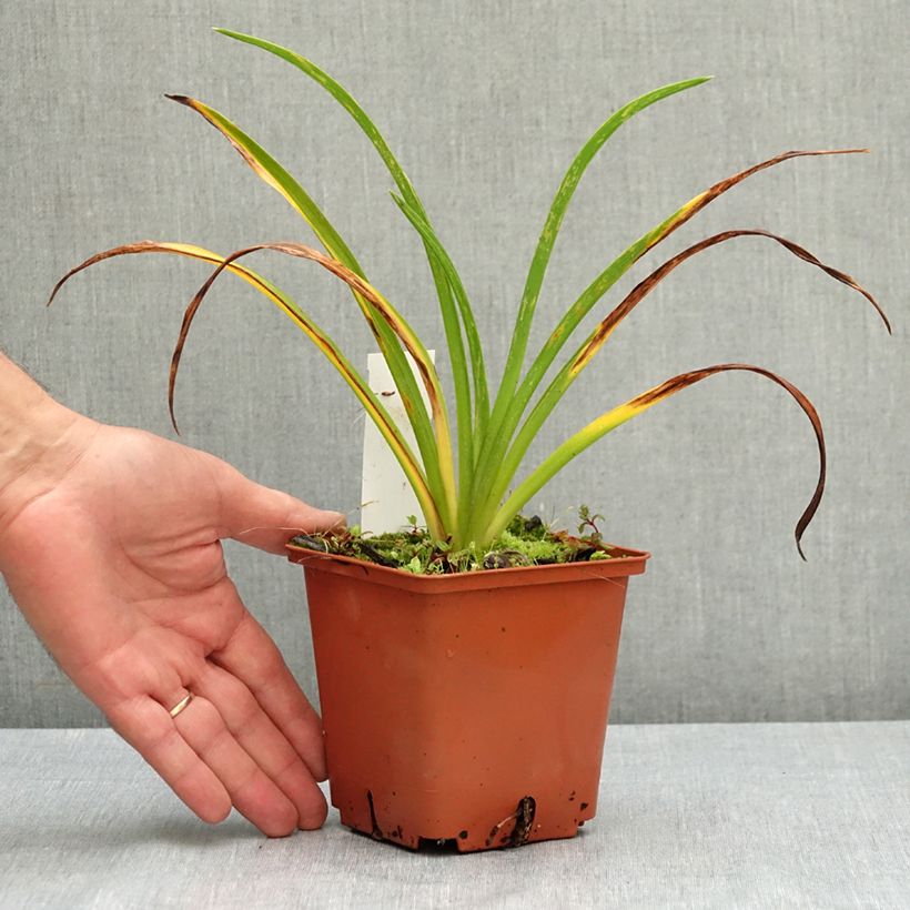 Example of Hémérocalle Sabine Baur - Lis d'un jour Pot de 1L/1,5L as you get in ete