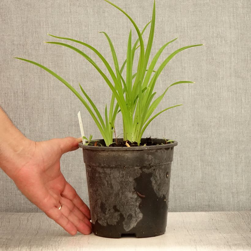 Example of Hémérocalle Strawberry Candy - Lis d'un jour Pot de 2L/3L as you get in ete