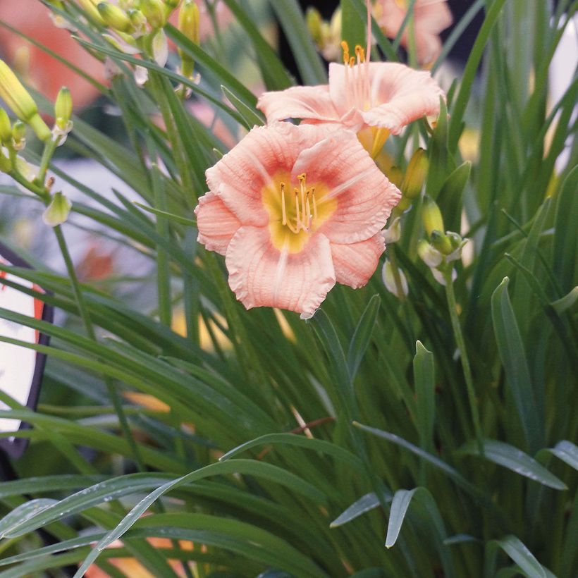 Hemerocallis Everydaylily Rose - Lis d'un jour  (Plant habit)