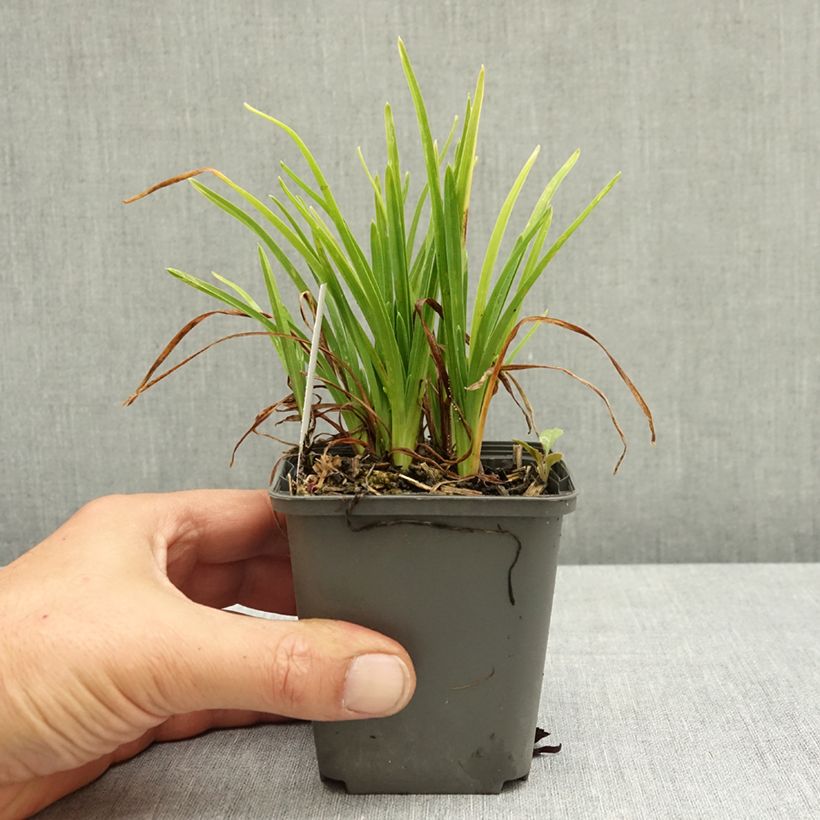 Example of Hemerocallis Everydaylily Rose - Lis d'un jour  Godet de 8/9 cm as you get in ete