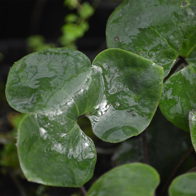 Hepatica nobilis - Anémone Hépatique (Foliage)