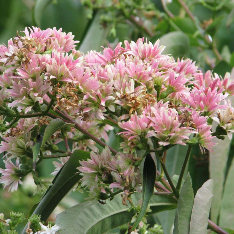 Heptacodium miconioides (Flowering)