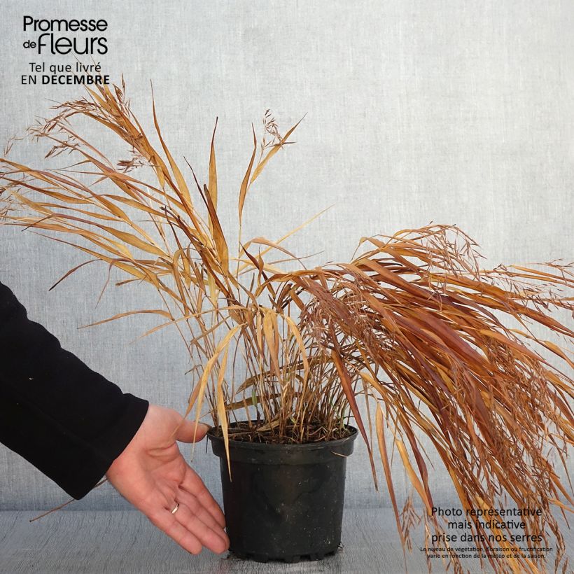 Example of Herbe du Japon - Hakonechloa macra Albostriata Pot de 2L/3L as you get in automne