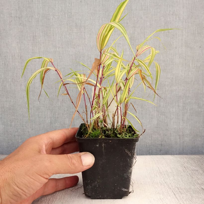 Example of Herbe du Japon - Hakonechloa macra Naomi Godet de 8/9 cm as you get in ete