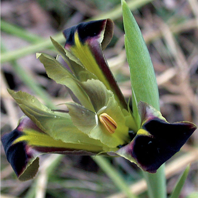Hermodactylus tuberosus ou Iris tuberosa (Flowering)