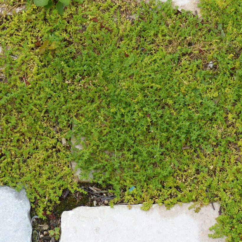 Herniaria glabra - Turquette (Plant habit)