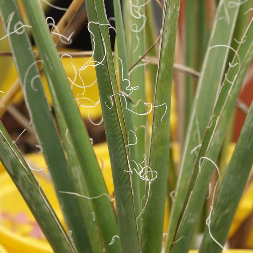 Hesperaloe parviflora Arizona Sunrise - Yucca rouge (Foliage)