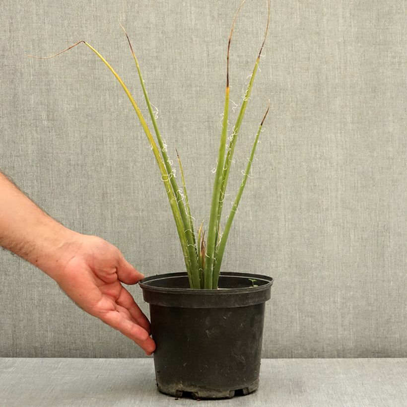 Example of Hesperaloe parviflora Yellow Sun - Yucca rouge Pot de 3L/4L as you get in ete