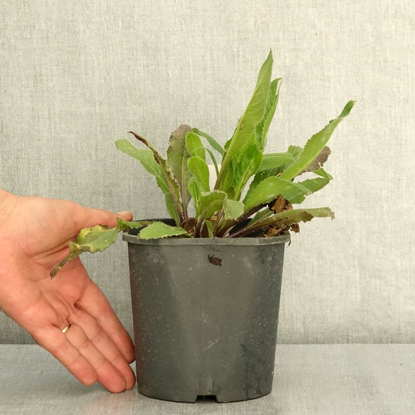 Example of Hesperis matronalis Alba - Julienne des dames Blanche  Pot de 2L/3L as you get in ete