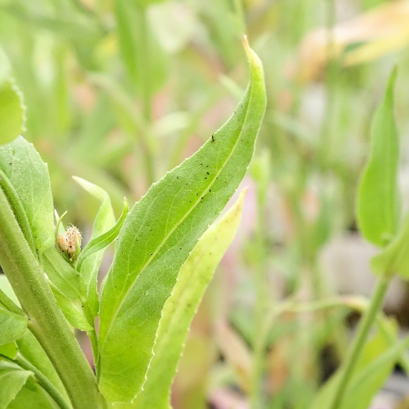Hesperis matronalis - Julienne des Dames (Foliage)