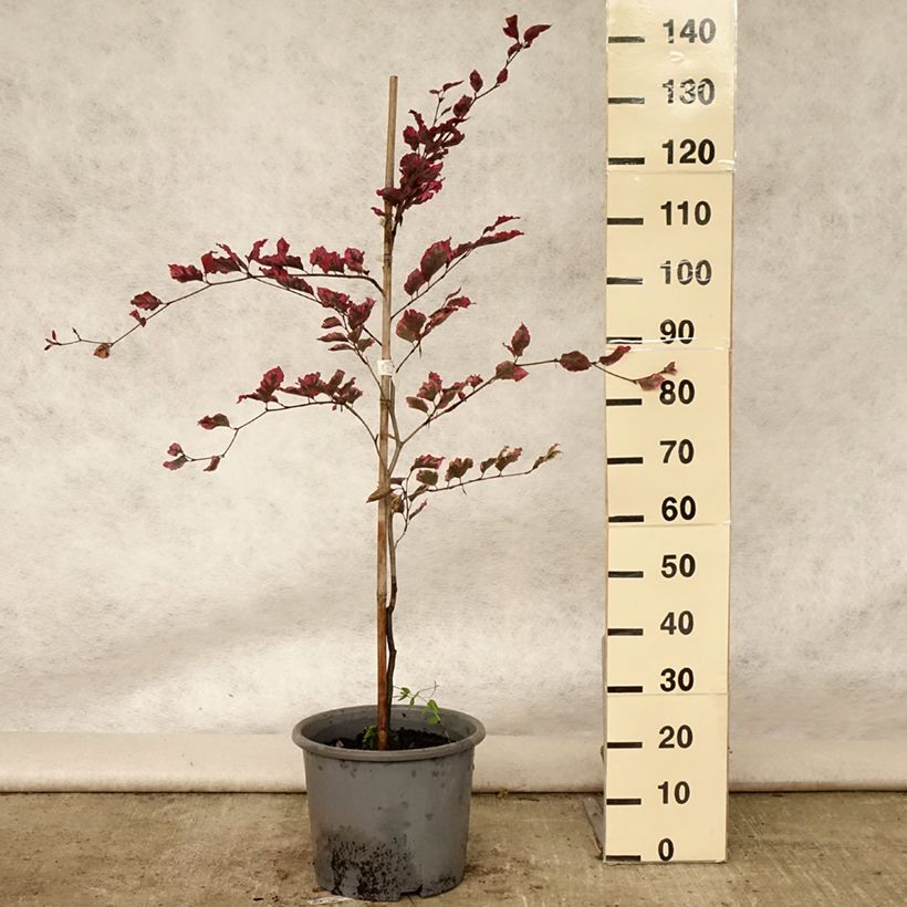 Example of Hêtre pourpre panaché - Fagus sylvatica Purpurea Tricolor Pot de 6L/7L as you get in ete