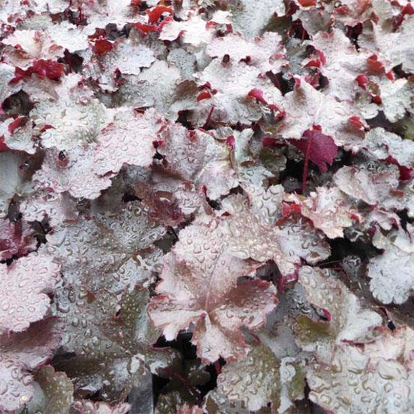 Heuchère - Heuchera Black Beauty (Foliage)