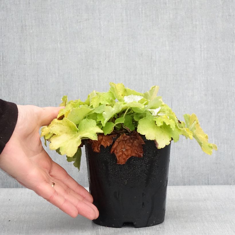 Example of Heuchère - Heuchera Citronelle Pot de 1,5L/2L as you get in hiver