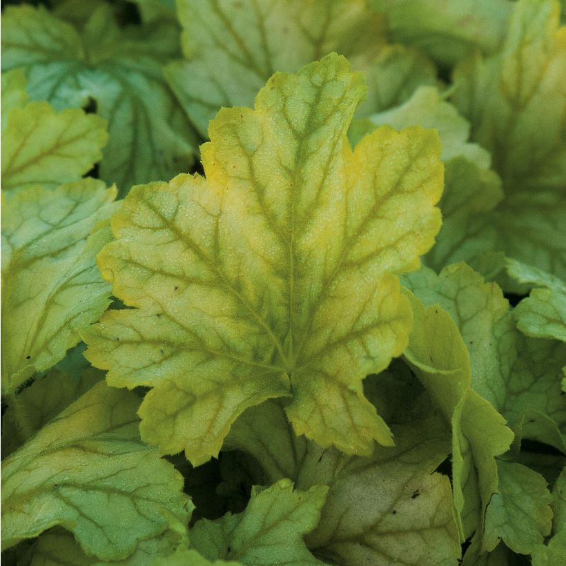 Heuchère - Heuchera Mint Julep (Foliage)