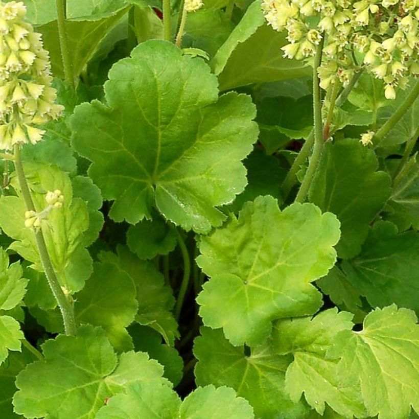 Heuchère - Heuchera Little Cutie Blondie in Lime (Foliage)