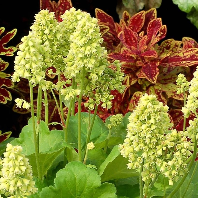 Heuchère - Heuchera Little Cutie Blondie in Lime (Flowering)