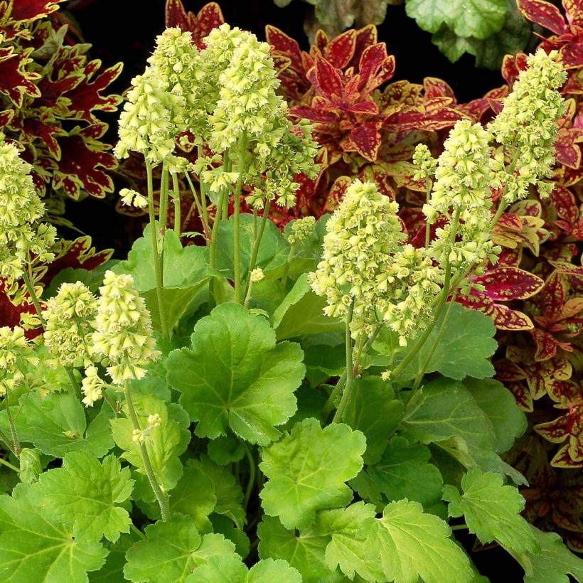 Heuchère - Heuchera Little Cutie Blondie in Lime (Plant habit)