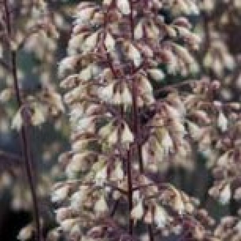 Heuchère - Heuchera Pinot Noir (Flowering)