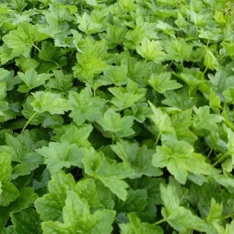 Heuchère - Heuchera villosa Chantilly (Foliage)