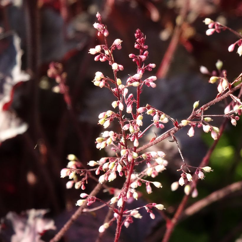 Heuchère - Heuchera Frosted Violet (Flowering)