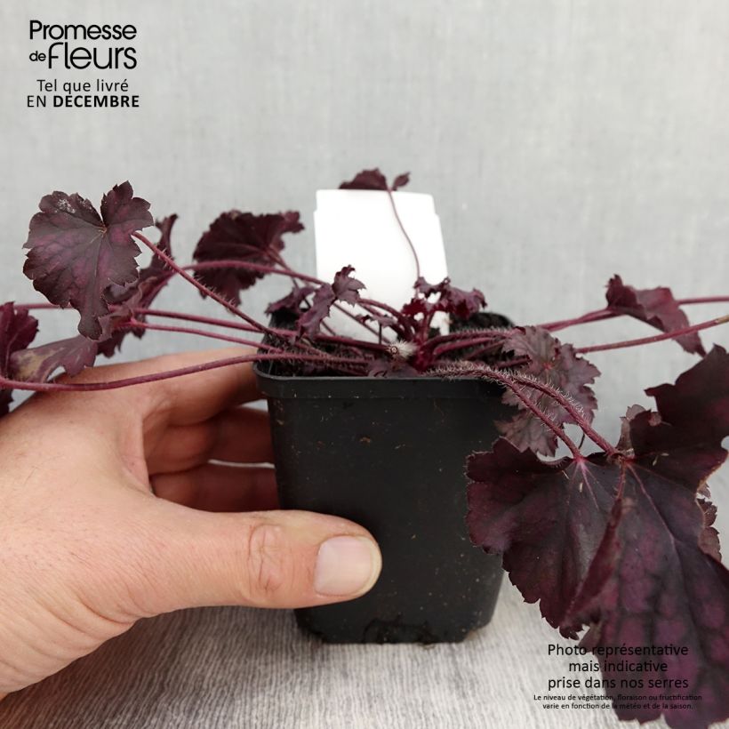 Example of Heuchère - Heuchera Frosted Violet Godet de 8/9 cm as you get in automne