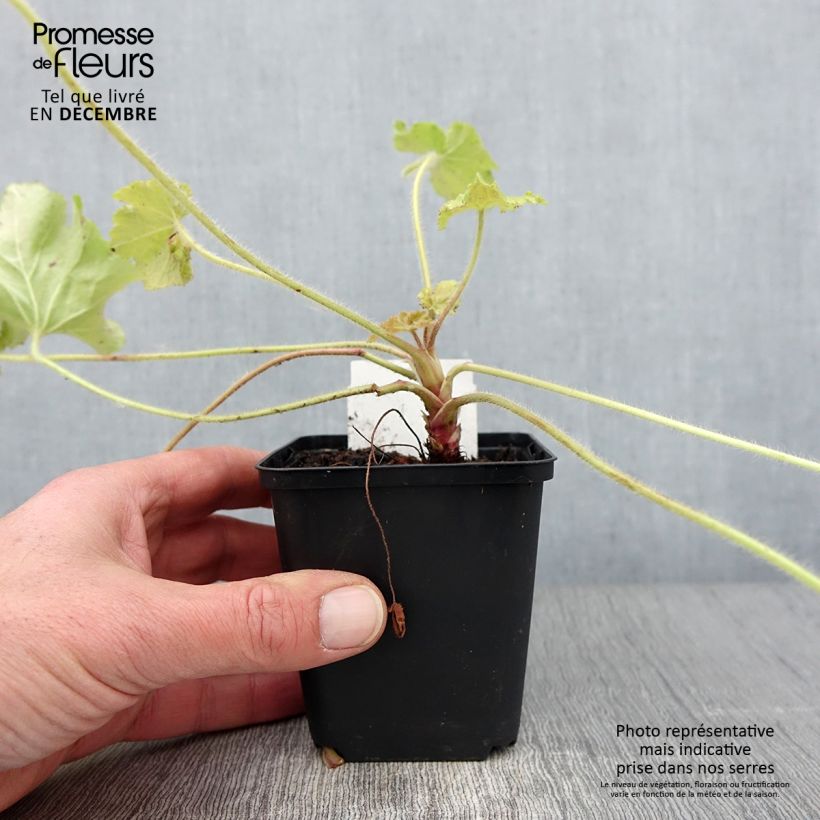 Example of Heuchère - Heuchera Guacamole Godet de 8/9 cm as you get in automne