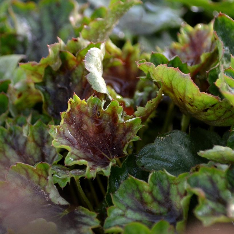 Heuchère - Heuchera americana Birkin (Foliage)