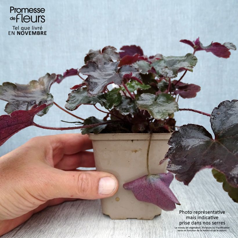Example of Heuchère - Heuchera Blackout Godet de 8/9 cm as you get in automne