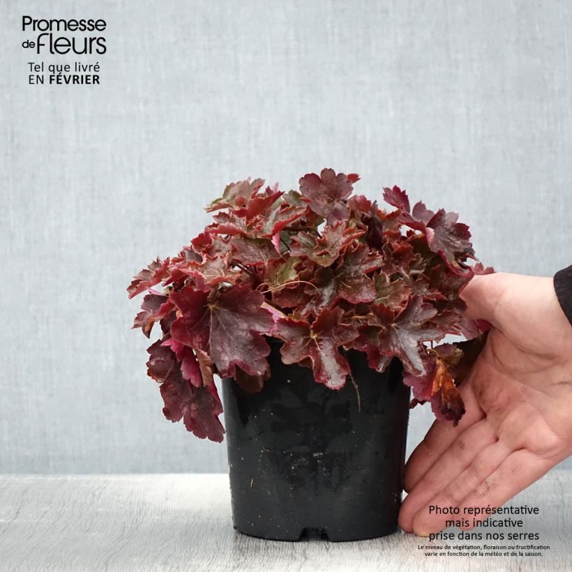 Example of Heuchère - Heuchera Cherry Cola Pot de 1,5L/2L as you get in hiver