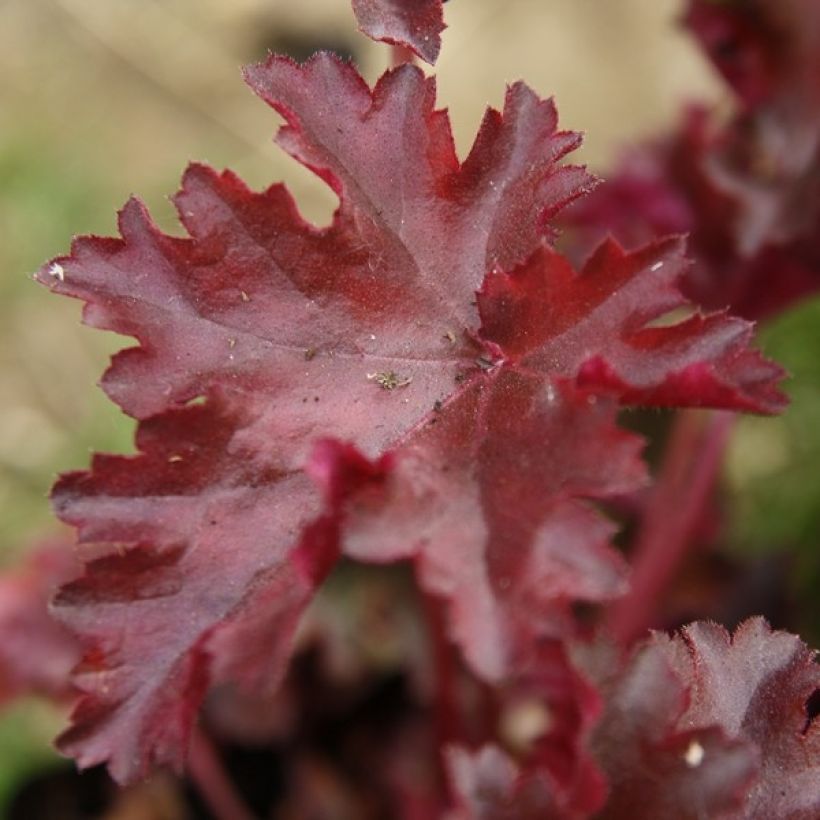 Heuchère - Heuchera Chocolate Ruffles (Foliage)
