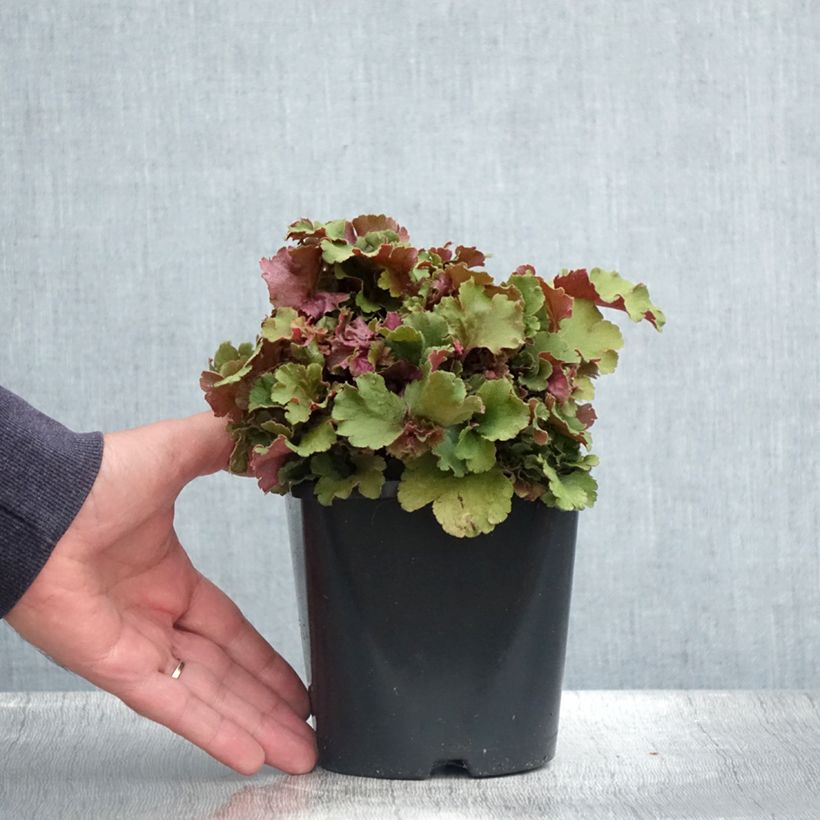Example of Heuchère - Heuchera Frilly Pot de 1,5L/2L as you get in ete