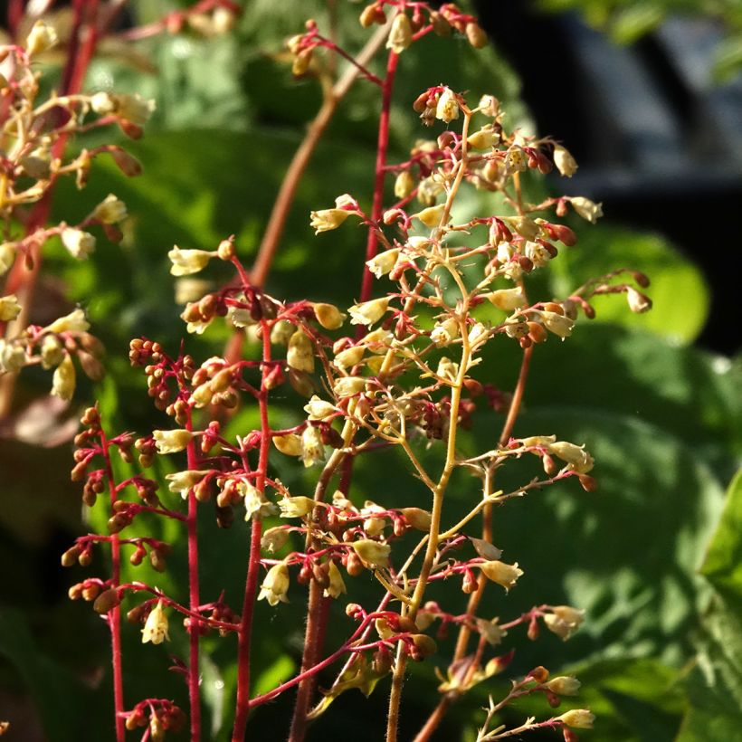 Heuchère - Heuchera Ginger Ale (Flowering)