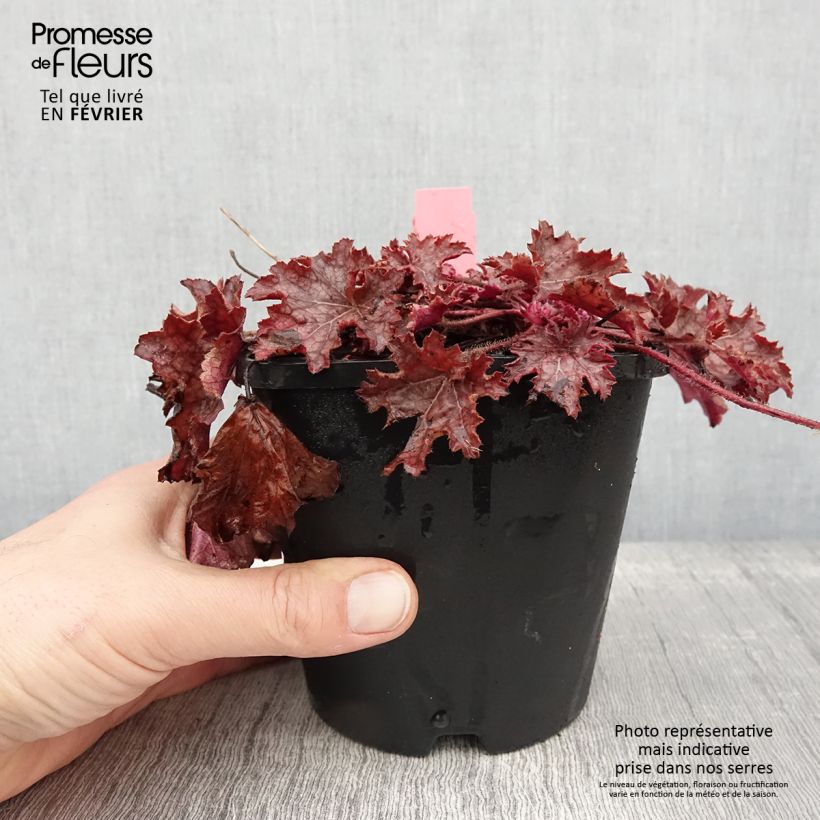 Example of Heuchère - Heuchera Ginger Peach Pot de 1L/1,5L as you get in hiver