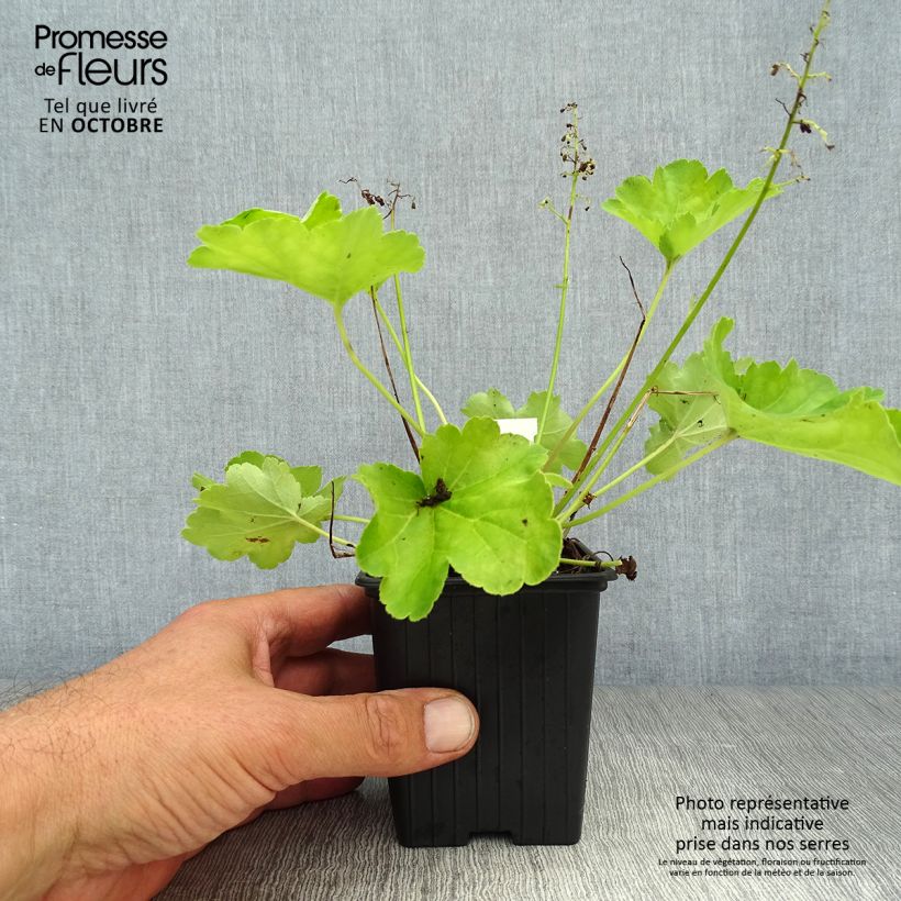 Example of Heuchère - Heuchera Little Cutie Blondie in Lime Godet de 8/9 cm as you get in automne