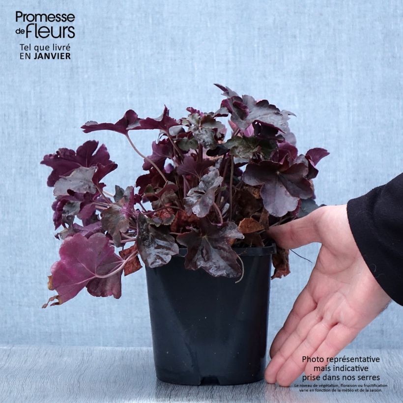 Example of Heuchère - Heuchera Obsidian Pot de 1,5L/2L as you get in hiver