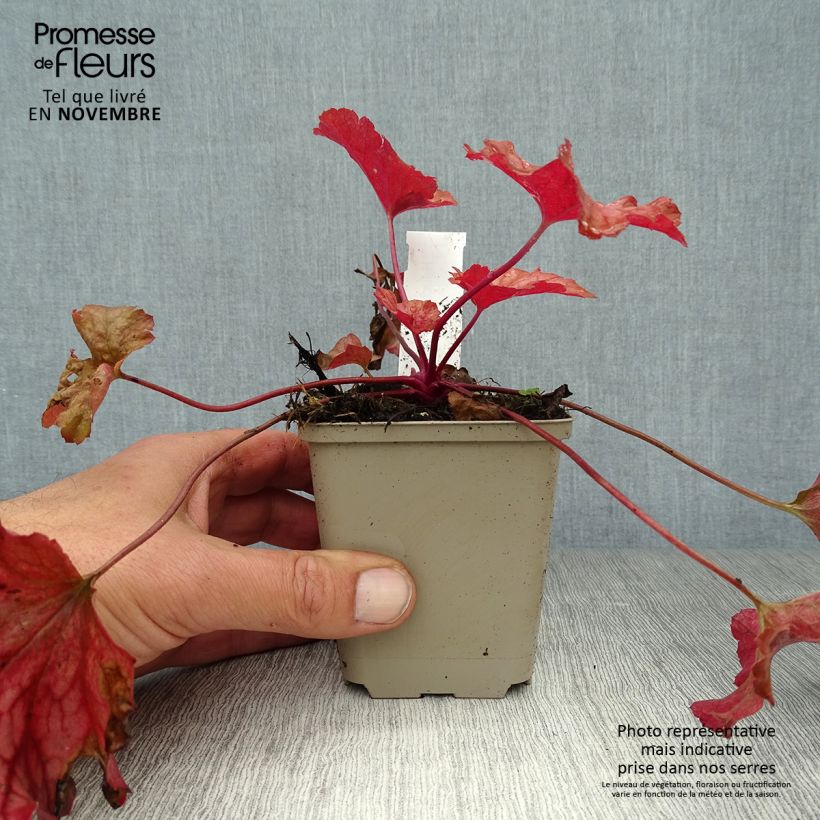 Example of Heuchère - Heuchera Paprika Godet de 8/9 cm as you get in automne