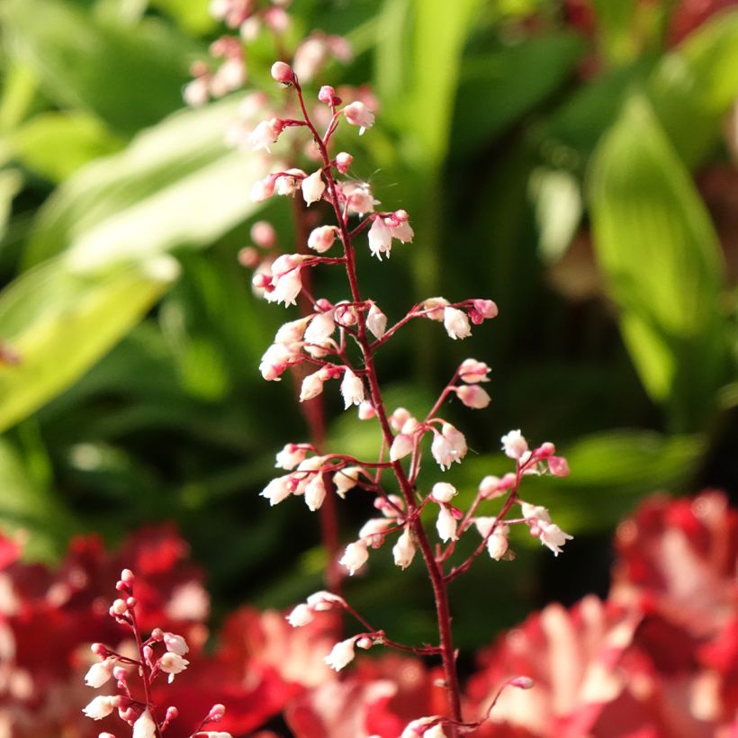 Heuchère - Heuchera Peach Crisp (Flowering)