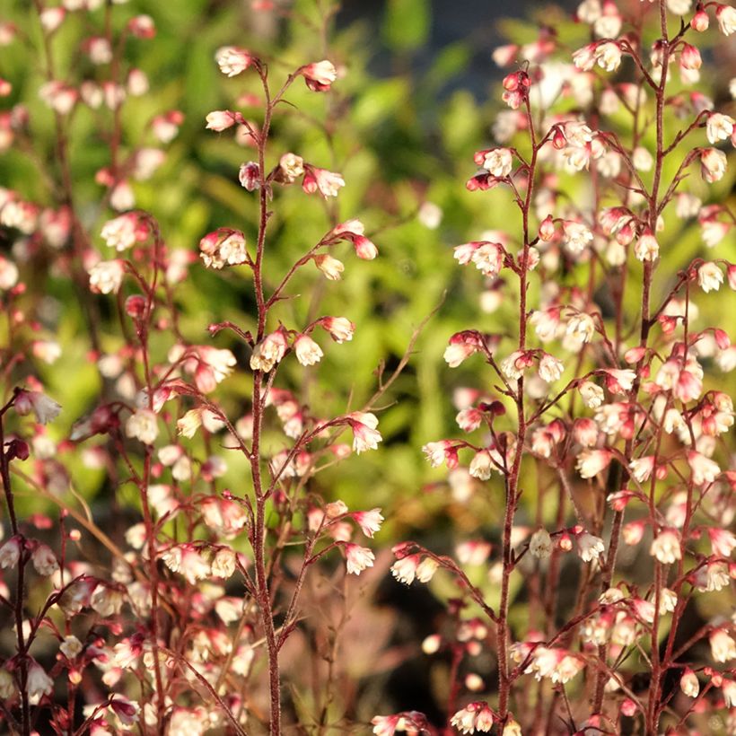 Heuchère - Heuchera Plum Royale (Foliage)